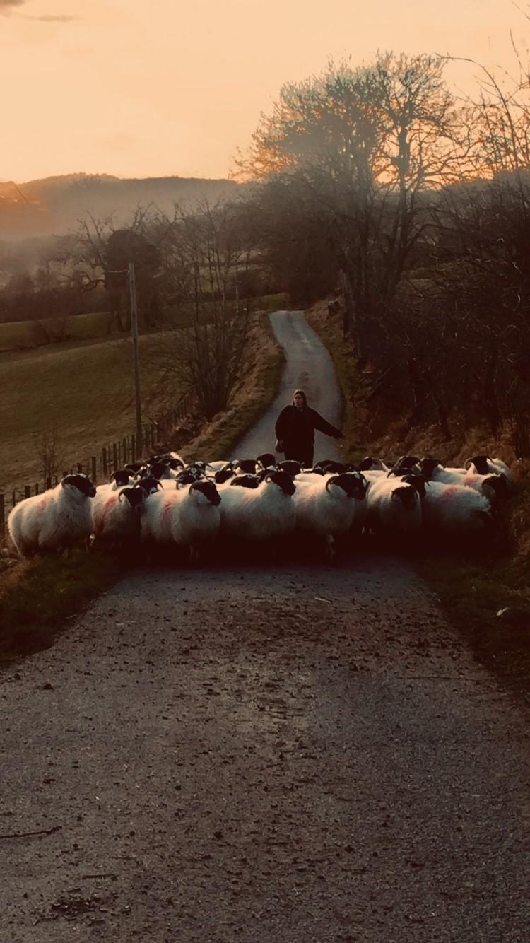 Robyn Watson (14) from Drynie Farm, Dingwall walking home after school. She was met by these naughty blackies at the road end and took them home