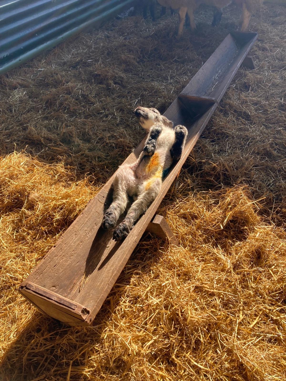 Pam Cessford - This young lamb clearly wanted 
to relax in the welcomed sunshine today