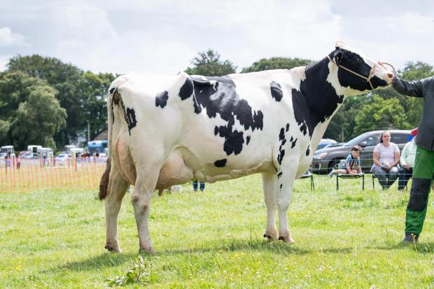 Holstein and overall dairy champion was from Kerr Scott Ref:RH180622059  Rob Haining / The Scottish Farmer...