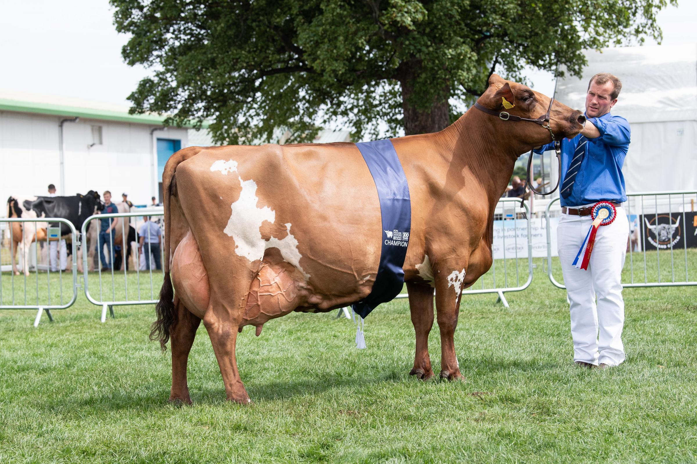 RHS: Lawrie family's Ayrshire Hilltower Modern Marcy takes dairy inter-breed - Vimarsana News