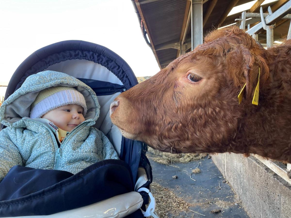 Rowena McAndrew - my son Hugo McAndrew enjoying some morning chats with one of our heifers