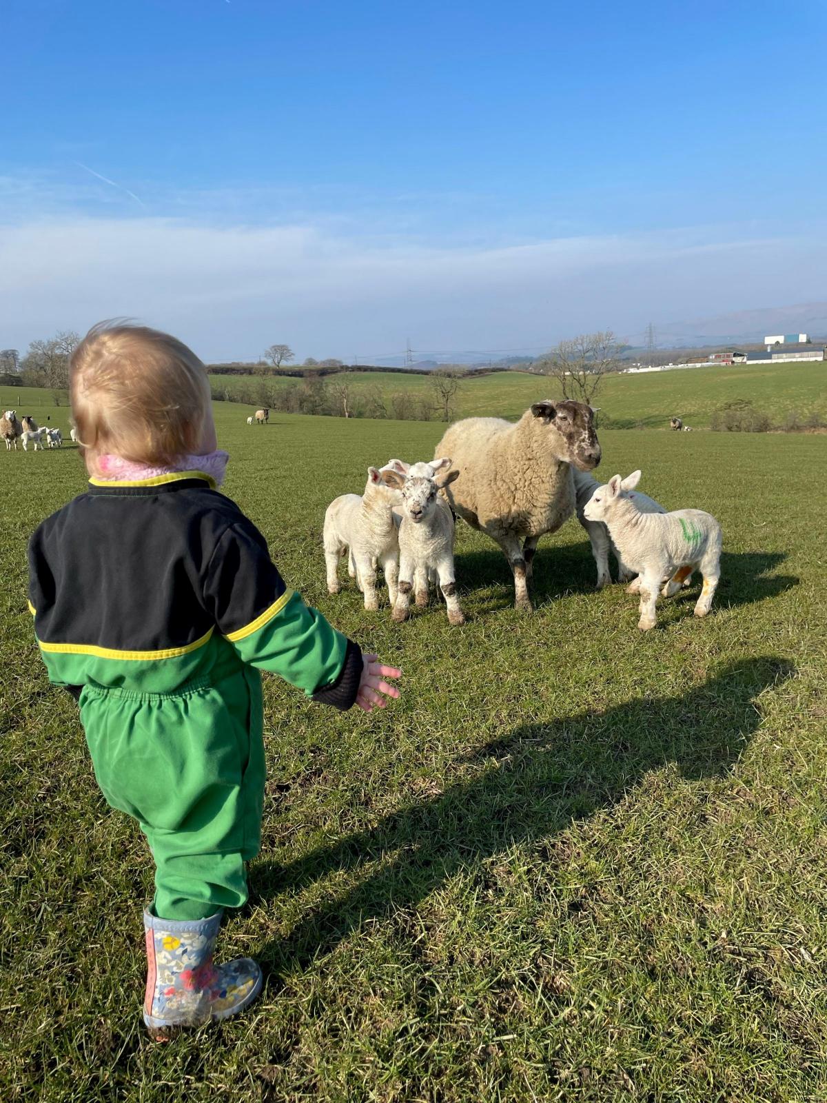 Elaine Campbell - 19 month old Beth Campbell checking on her ewes & lambs in the sunshine.