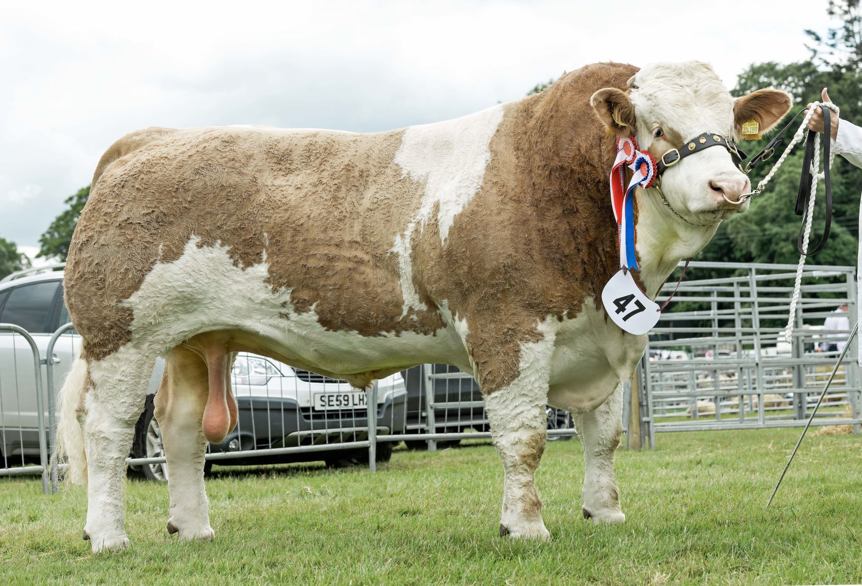 Drumsleed Legacy was Simmental champion for Gerald, Morag and Douglas Smith