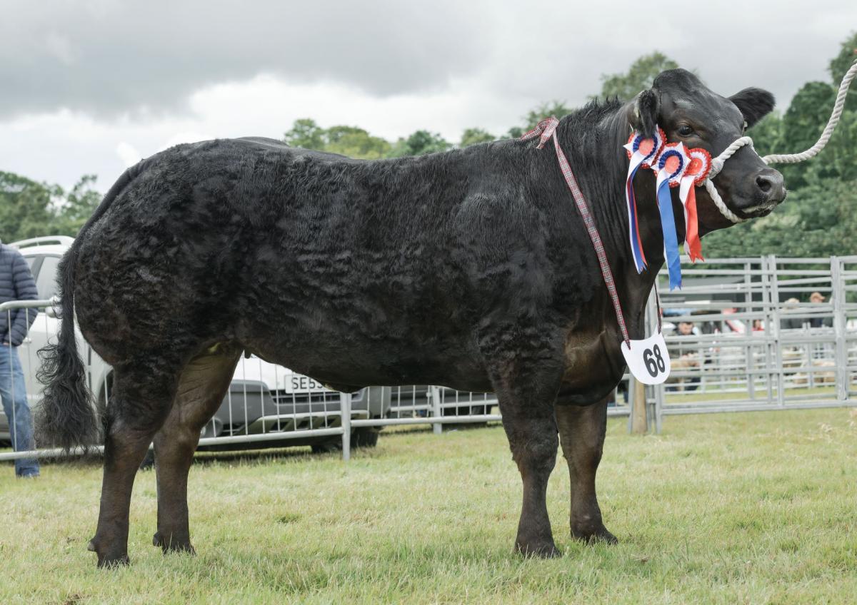 Truffles the commercial champion and reserve beef champion from Blair Duffton