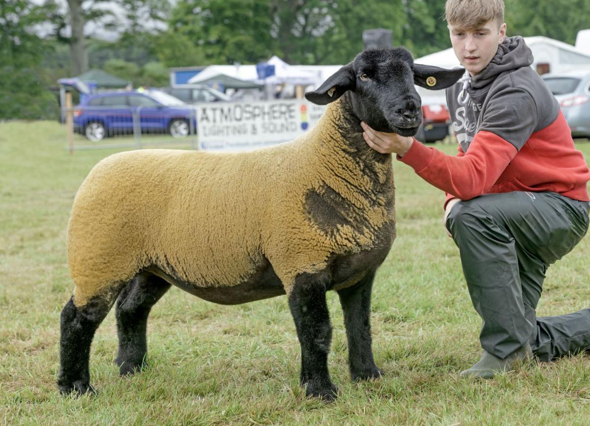 Suffolk supreme and reserve inter-breed sheep from Graeme and Finn Christie