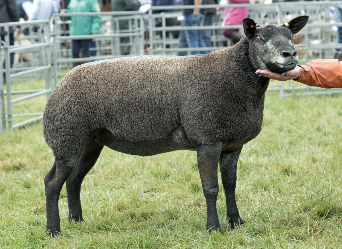 Derg Foxylady, Deborah Atkinson's Blue Texel gimmer was any other continenal champion