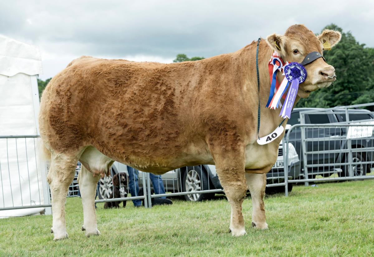 Supreme beef animal was the Limousin from Aileen Ritchie