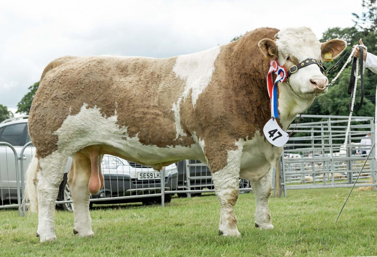 Drumsleed Legacy was Simmental champion for Drumsleed