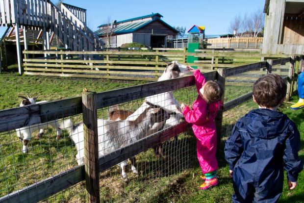The Scottish Farmer: The kids get to interact with the animals as they visit 