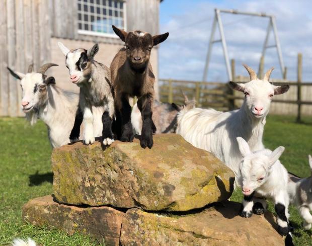 The Scottish Farmer: The goats are a star attraction at Heads of Ayr Farm Park
