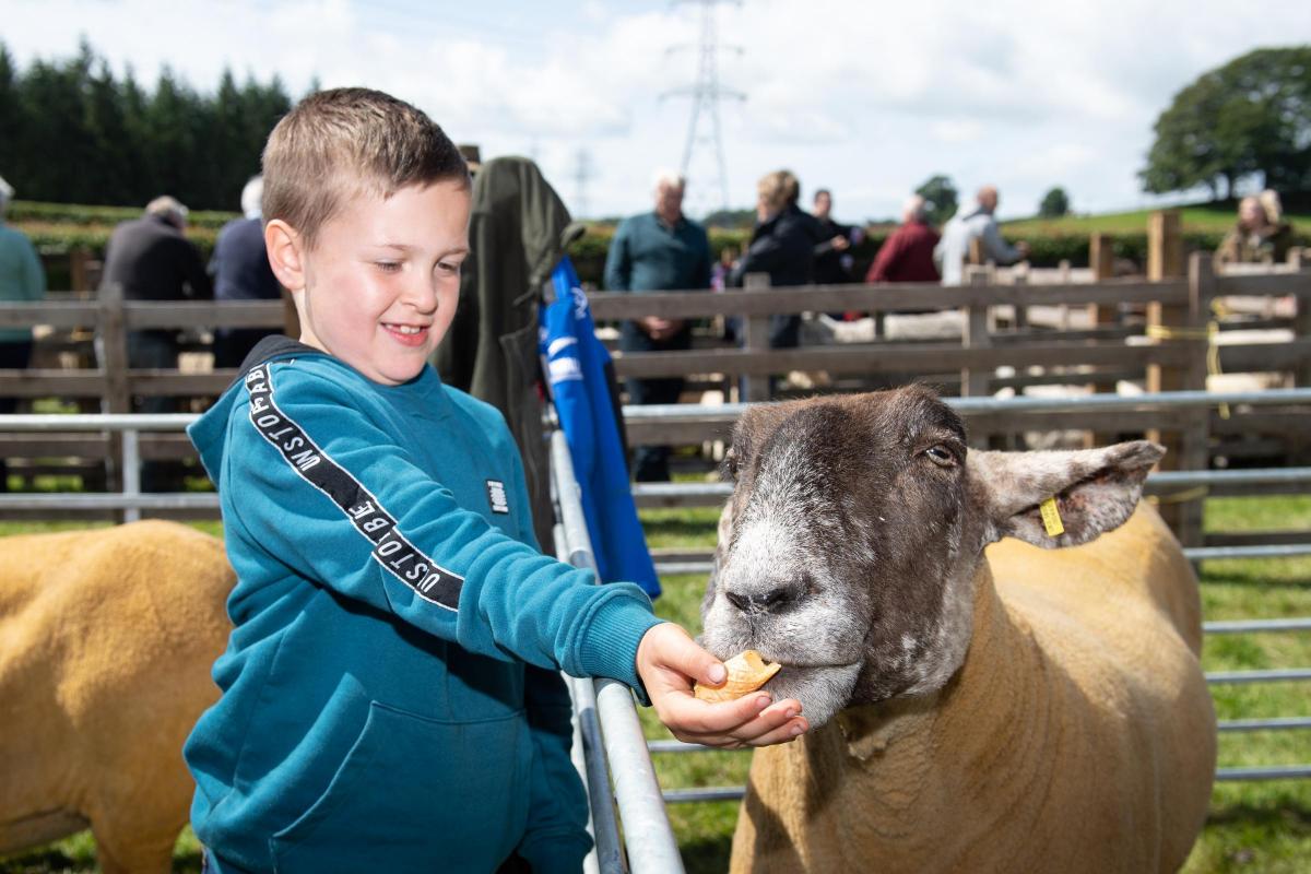 David Tulloch shared his ice-cream cone with his pet sheep Skye Ref:RH180622057  Rob Haining / The Scottish Farmer...