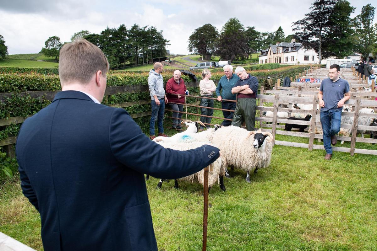 Judges eye view, as George Kerr makes his way through the sheep sections at Kilbrachan show Ref:RH180622058  Rob Haining / The Scottish Farmer...