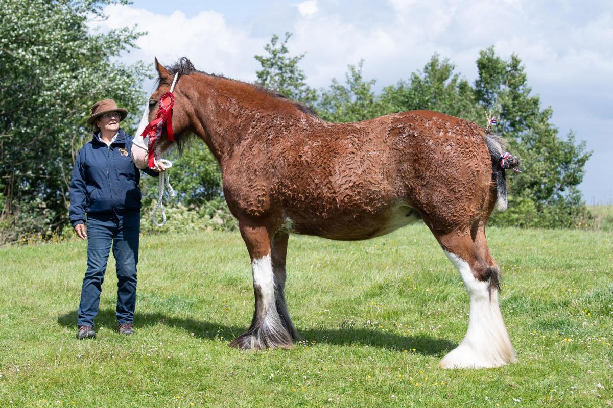 Overall Clydesdale champion was Pacemuir Molly from Alan and Evelyn Campbell  Ref:RH180622078  Rob Haining / The Scottish Farmer...