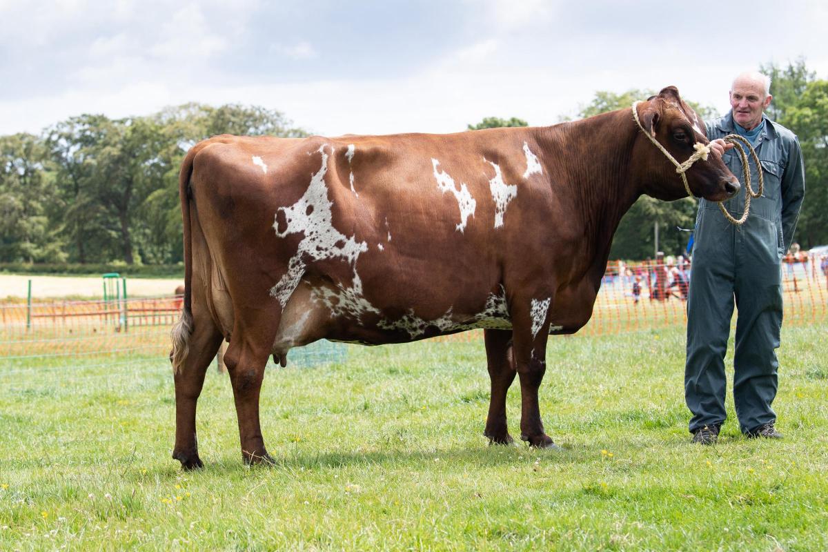 The Curruth's cow stood champion in the Ayrshire section Ref:RH180622060  Rob Haining / The Scottish Farmer...