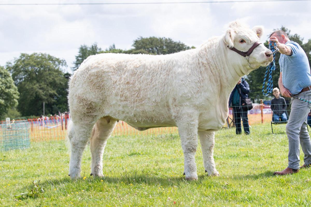 The overall beef champion from Tom and Sheena Gatherer,Barnsford Roquette  took the show champions of champions   Ref:RH180622065  Rob Haining / The Scottish Farmer...