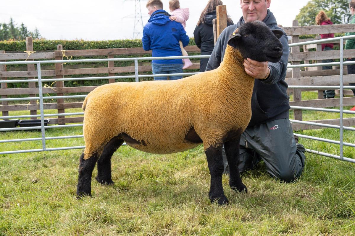 The Suffolk champion was from Rigfoot flock Ref:RH180622071  Rob Haining / The Scottish Farmer...