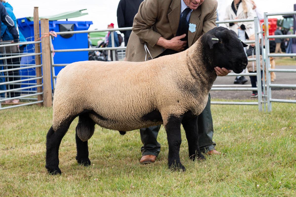 Any other breed champion was the Suffolk from William Pate and Partners Ref:RH020722062  Rob Haining / The Scottish Farmer...