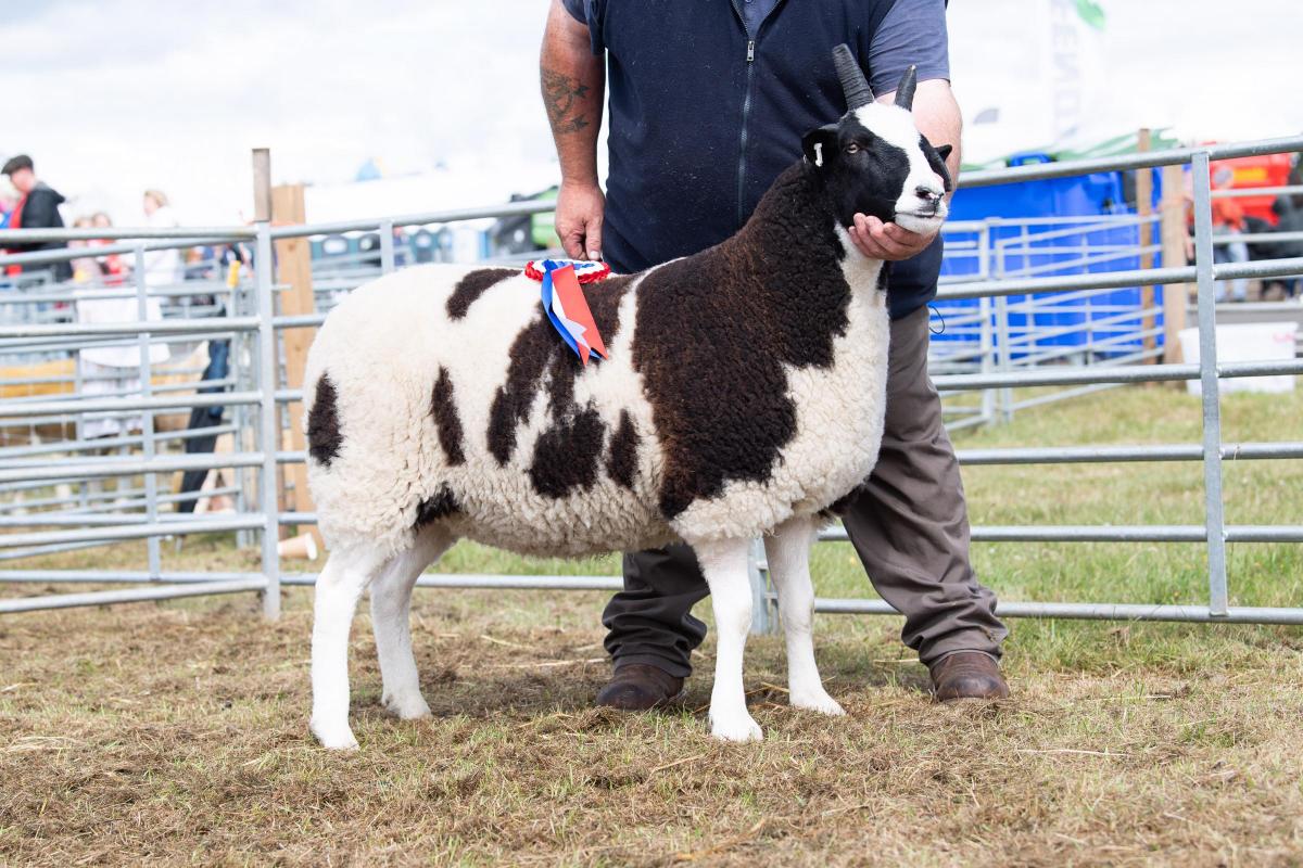 Dunmore Hannah from Scott Dalrymple stood champion in the Jacob section Ref:RH020722056  Rob Haining / The Scottish Farmer...
