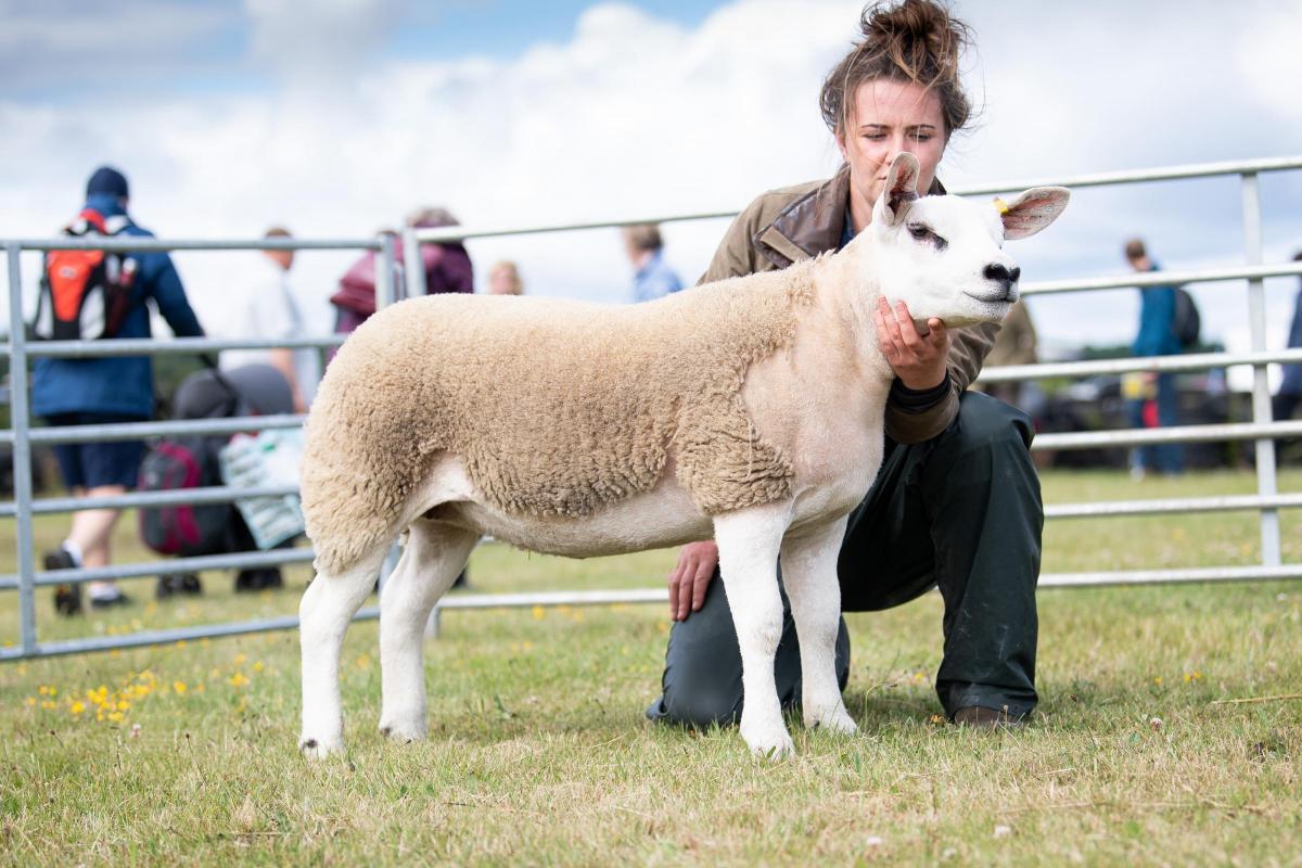 Ewe lamb from Kirsty Cameron stood champion in the MV accredited Texel section  Ref:RH020722055  Rob Haining / The Scottish Farmer...