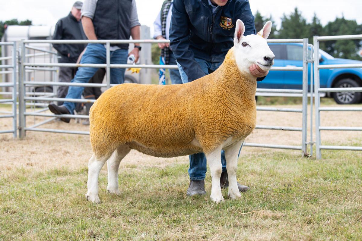 North Country Cheviot champion from the Runciman family took the overall sheep inter-breed champion Ref:RH020722064  Rob Haining / The Scottish Farmer...