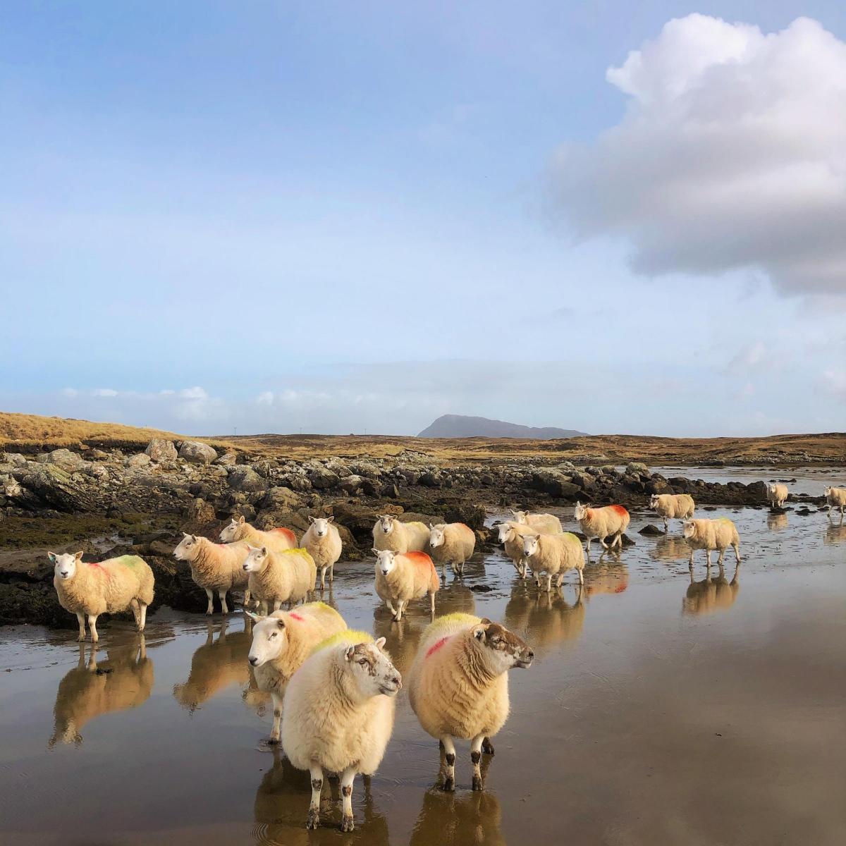 Kenneth MacDonald MacLean - Ewes down on the shore at low tide. Carinish, North Uist