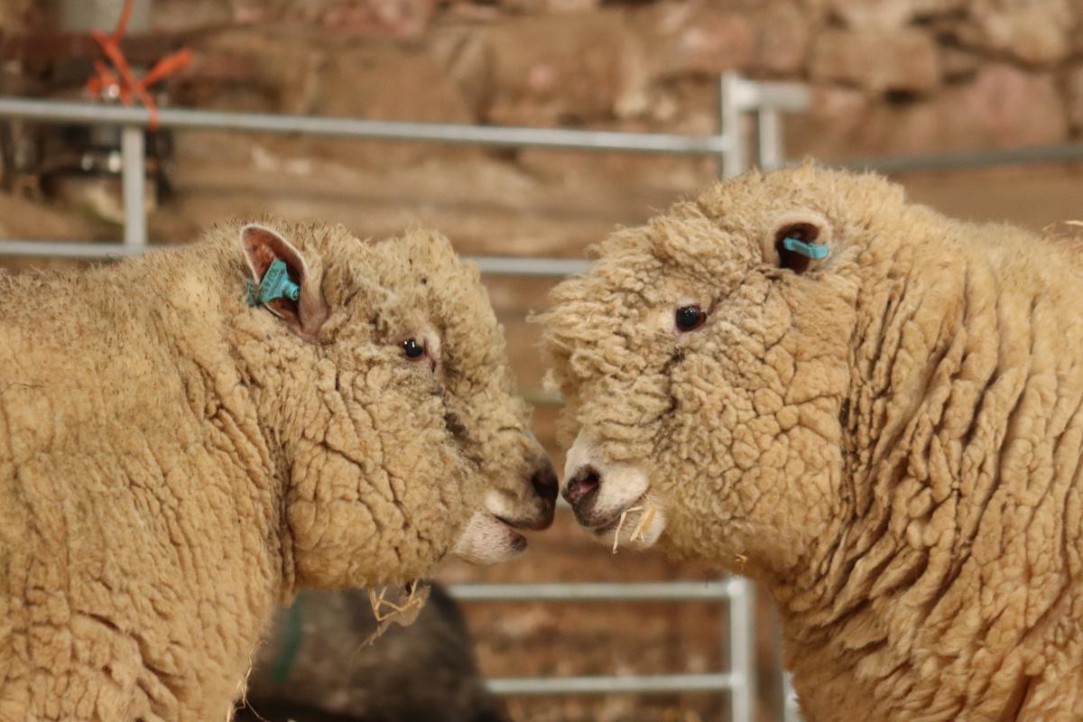 RV Photography - The standoff! Two Ruthven ryeland ewes having a disagreement.