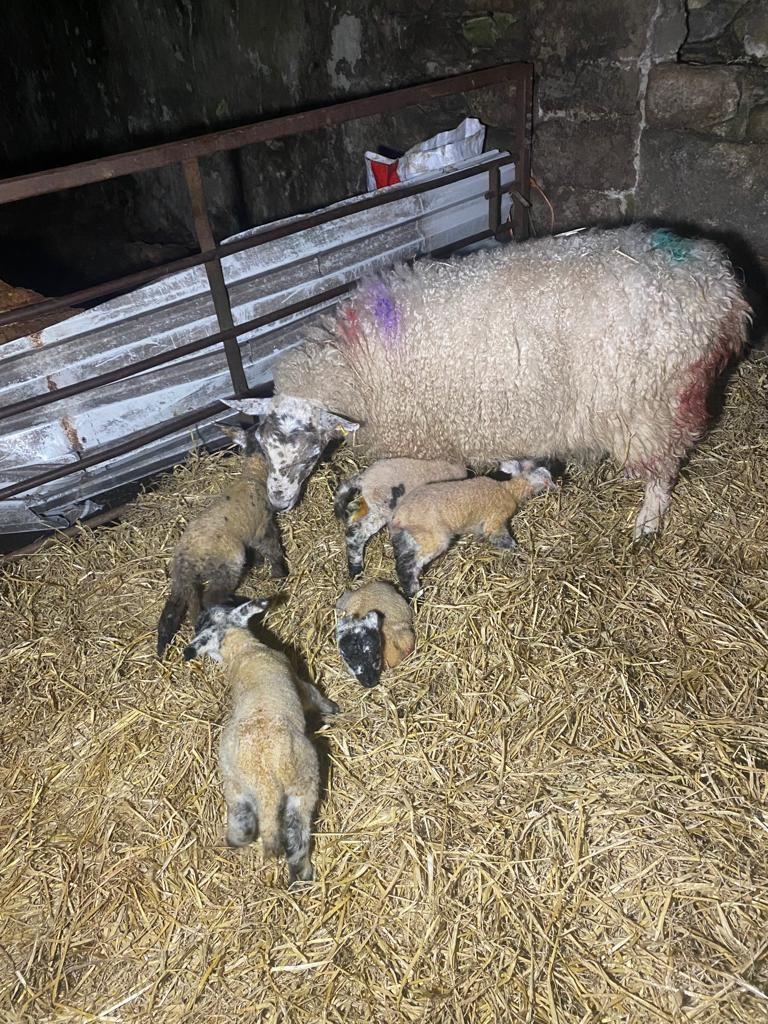 Holly Taylor - We had a surprise when our Mule Ewe had 5 lambs!! They are all doing well so far.