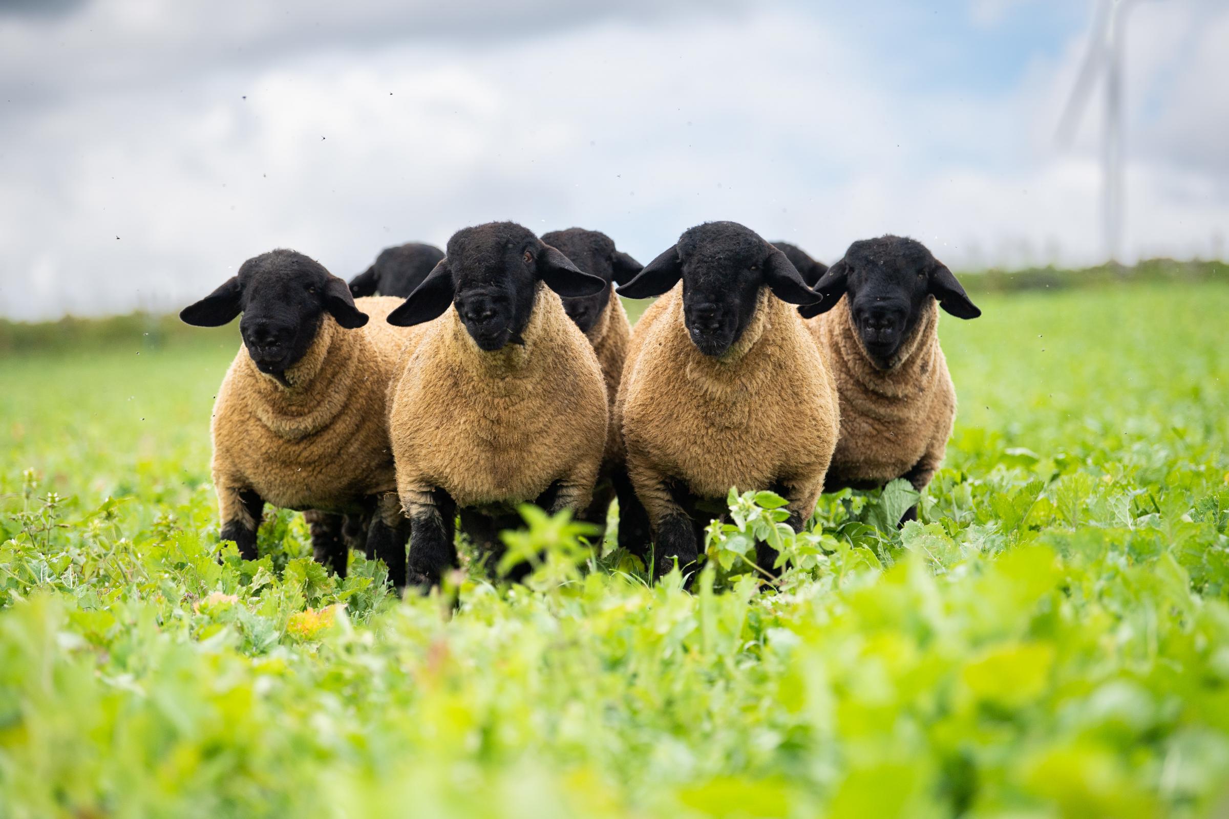 Increased demand for Suffolk rams and females – Melvin Stuart, Milton of Birness, Ellon - Vimarsana News