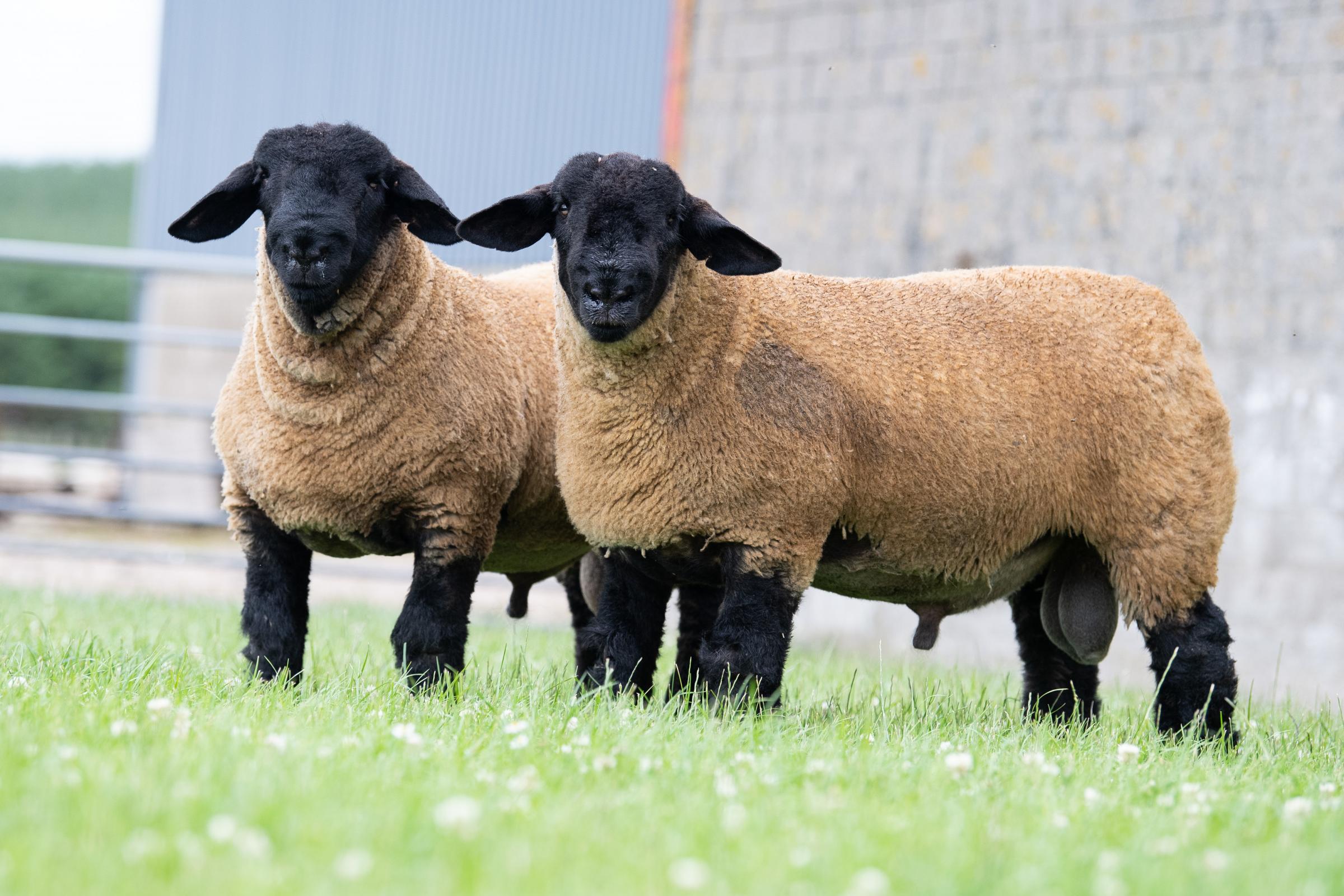Up to 80 Suffolk ram lambs are sold every year from the flock Ref:RH080722033 Rob Haining / The Scottish Farmer...