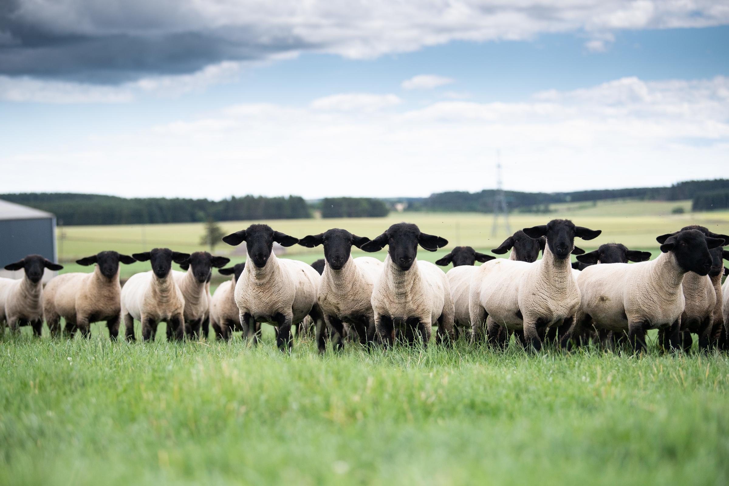 At Birness they dont flush any of their females or line breed. Instead, they prefer to breed good, sound commercial sheep with good fleshing ability, by selecting new stock rams to correct any faults in their ewes Ref:RH080722054 Rob Haining / The