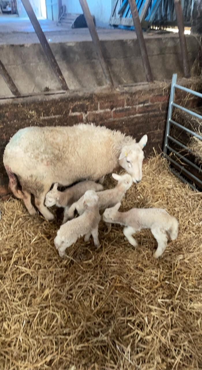Euan McFadzean - Starting the lambing with a bang easy care sheep with quads from euan mcfadzean in Ayrshire