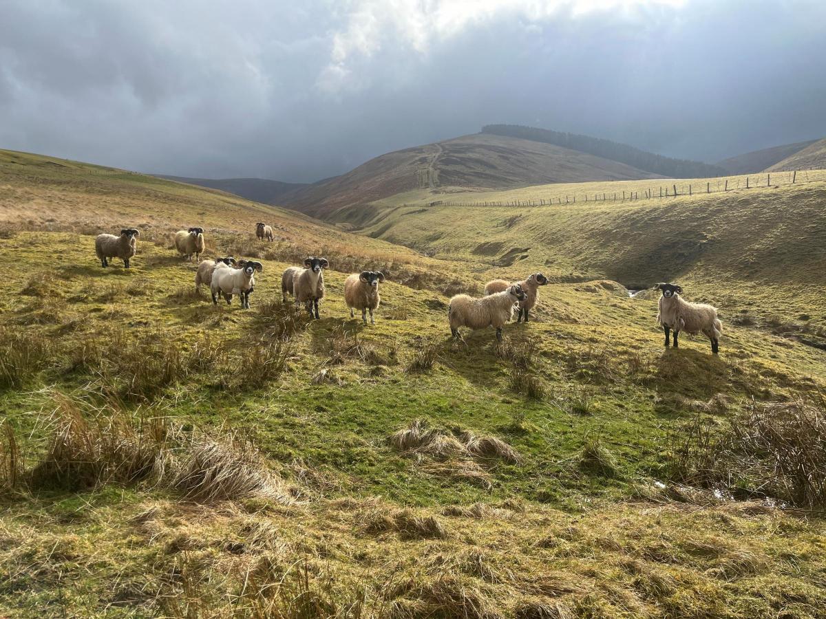 Hazel Brown - Tup hoggs enjoying being out and ruling the Glen