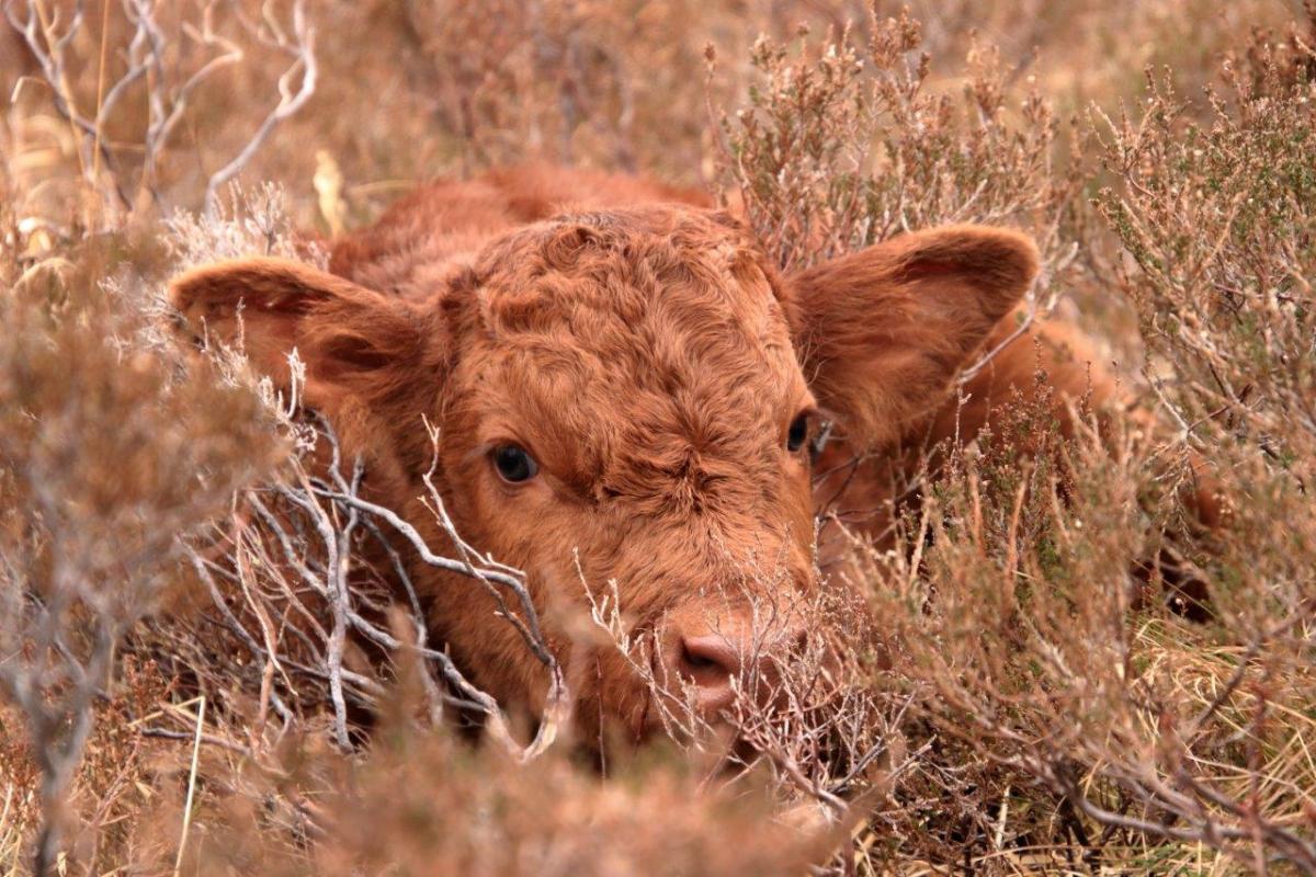Drimnin Estate - Think we shall call her 'Heather' - 'Hide and seek' today with the first calf of the year, finally spotted her well hidden in the heather.