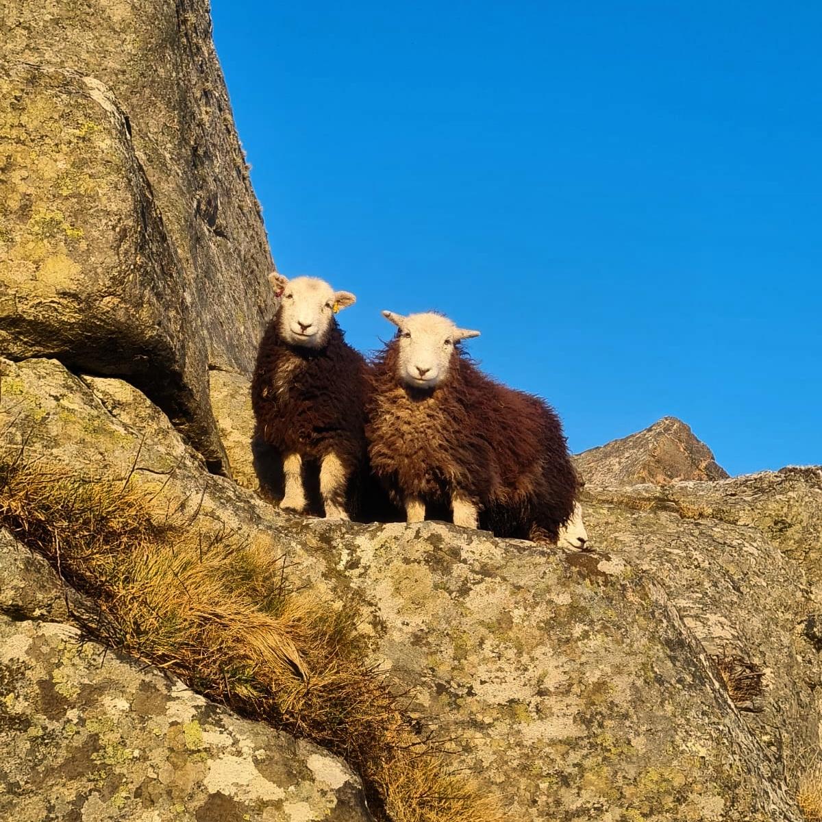 Padruig MacNeil - Herdwick gimmer lambs in Ardveenish, Isle of Barra