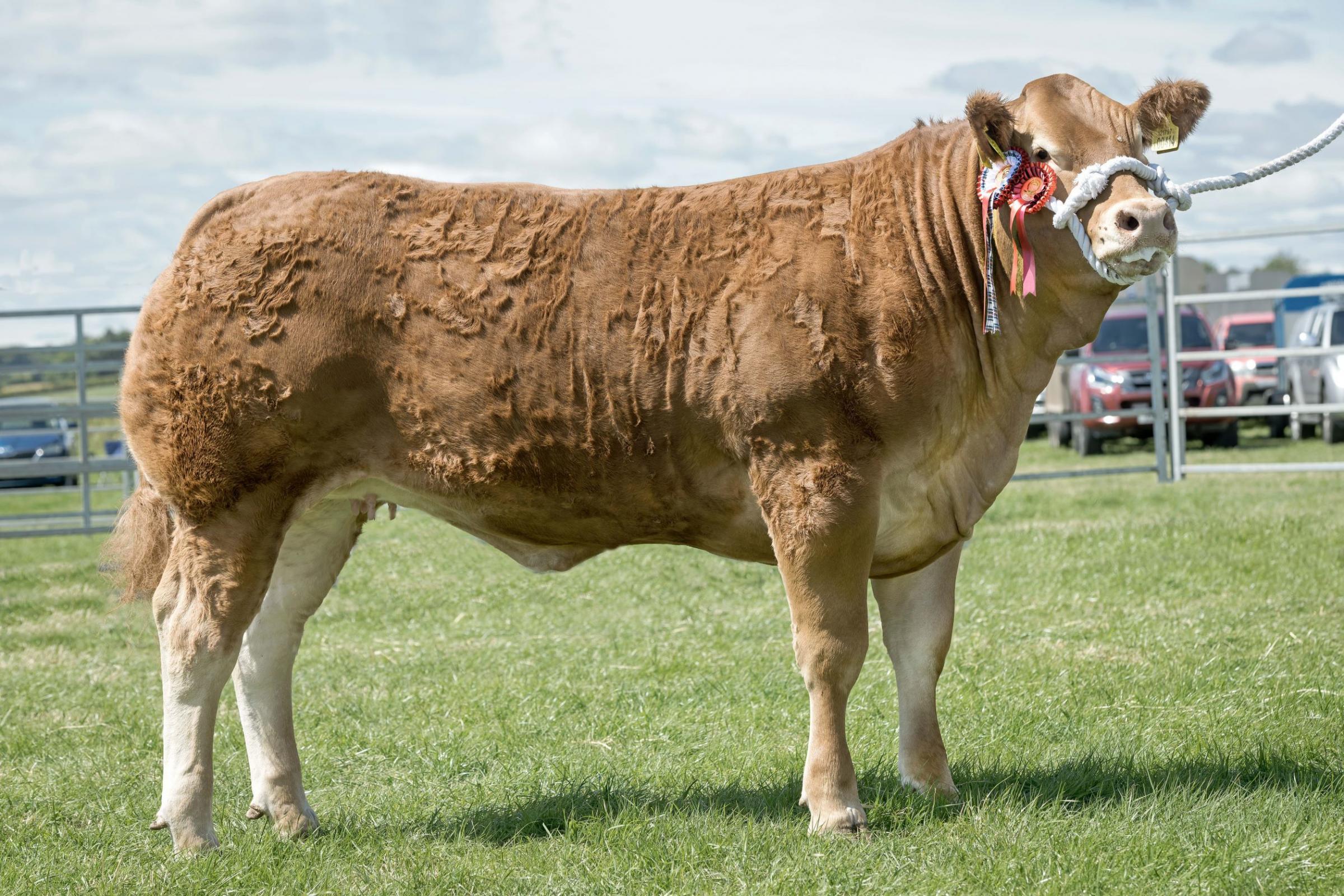 Wilson Peters commercial champion, Daisy Duke was inter-breed cattle champion