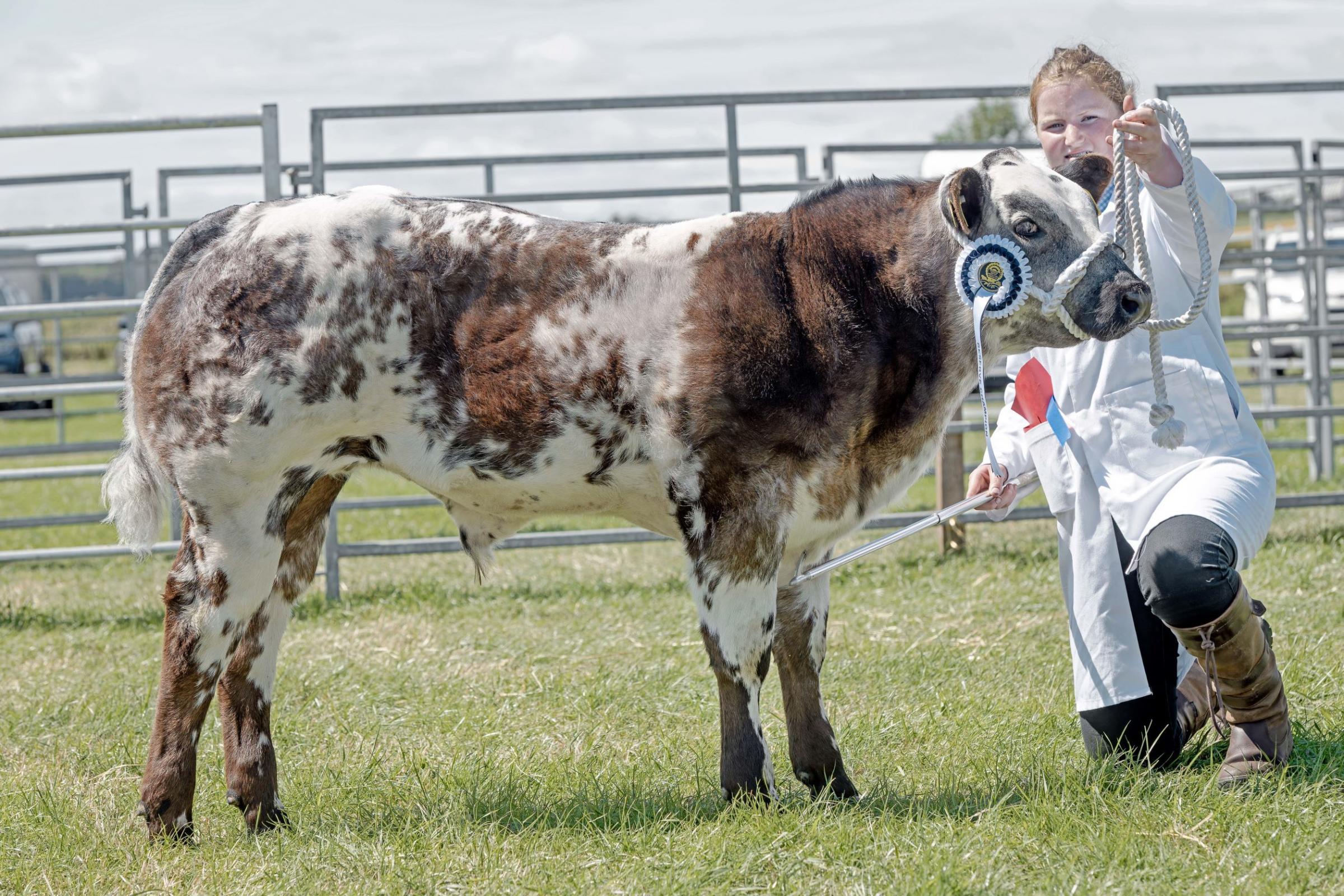 Ruby Simpson won the cattle young handlers with a March-born British Blue calf