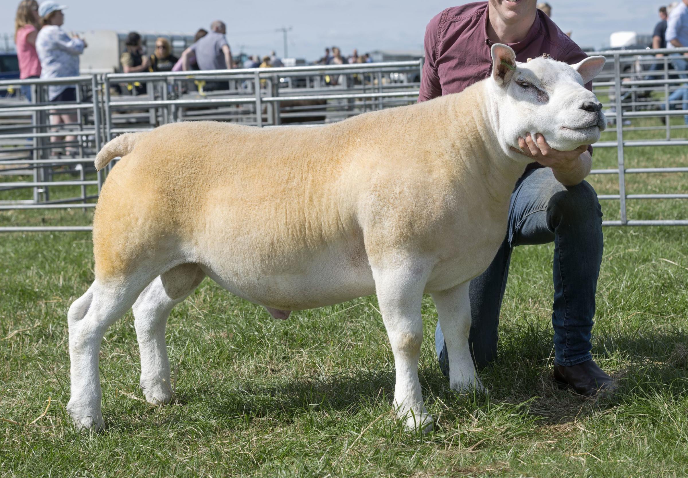 Texel champion and reserve inter-breed sheep from Alastair and Tom Greenhill