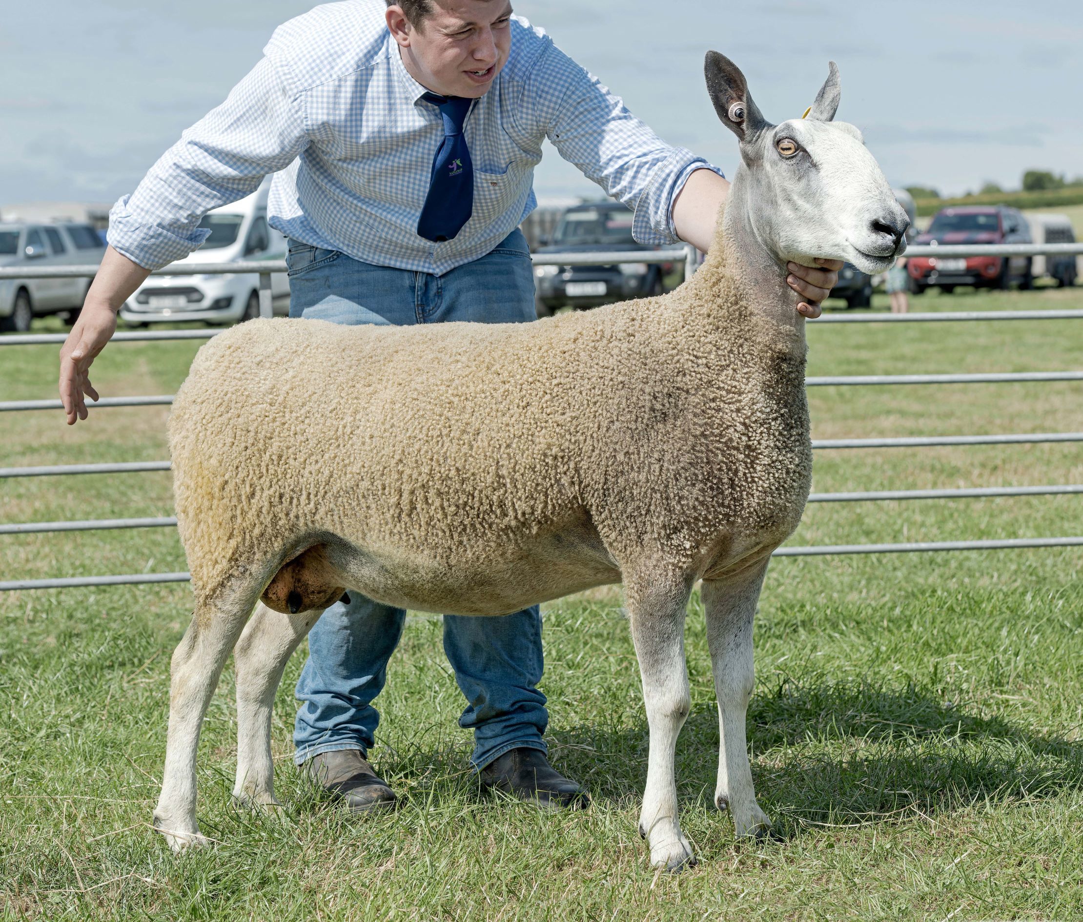 Andrew and James Adams Bluefaced Leicester ewe was any other breed champion