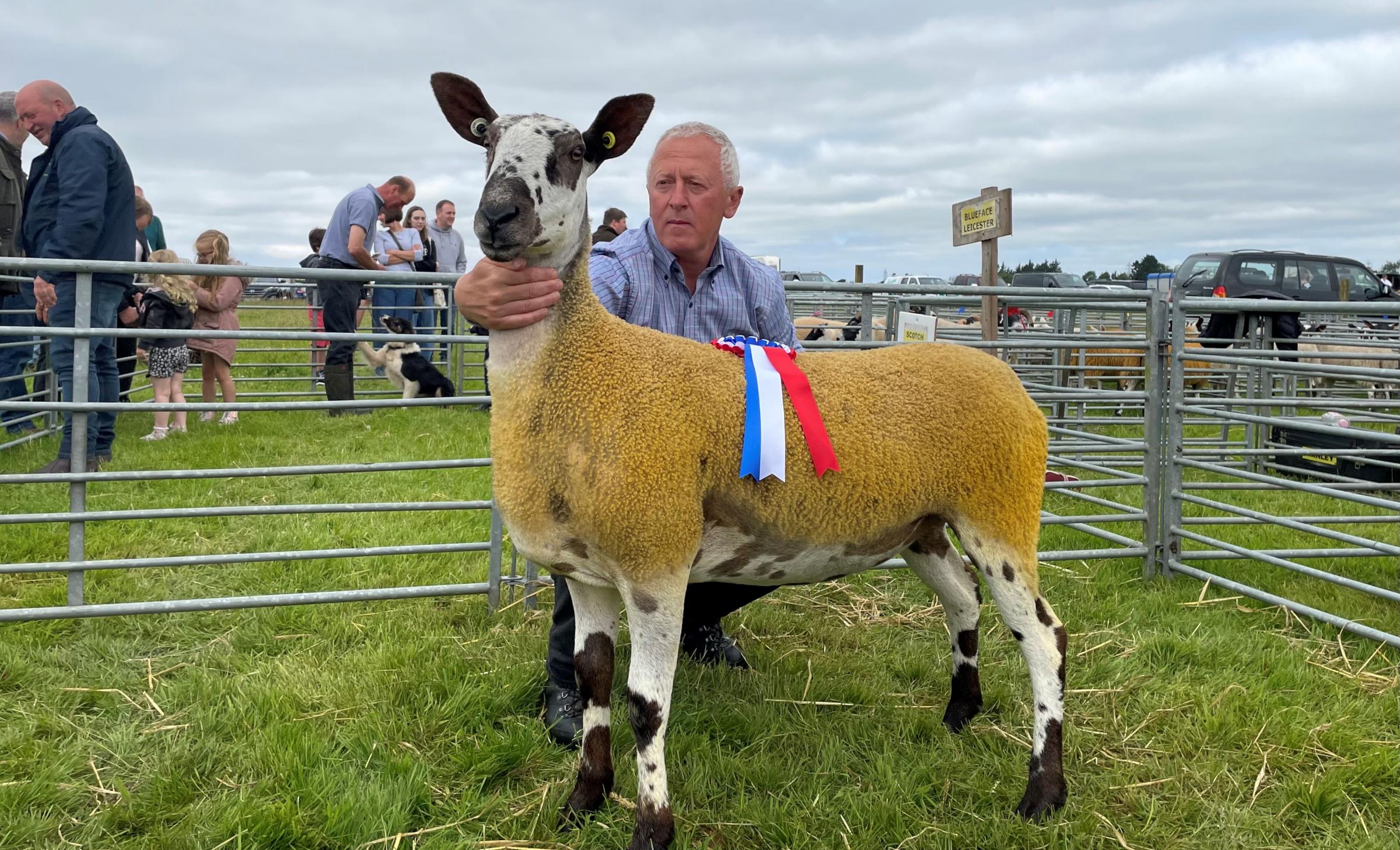 Champion among the Bluefaced Leicester section was this gimmer from RD McInnes 