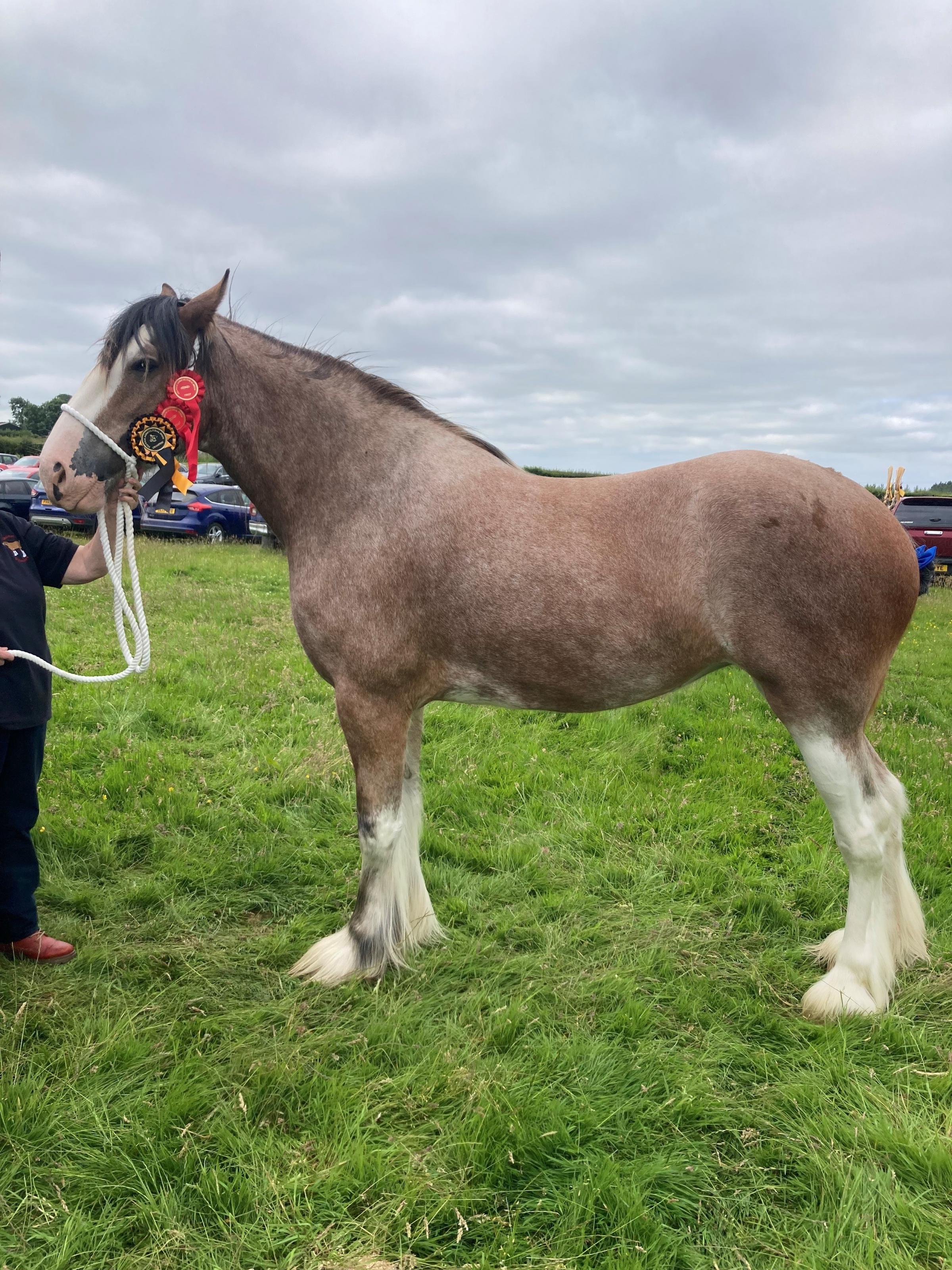 Clydesdale champion came from A Steel 