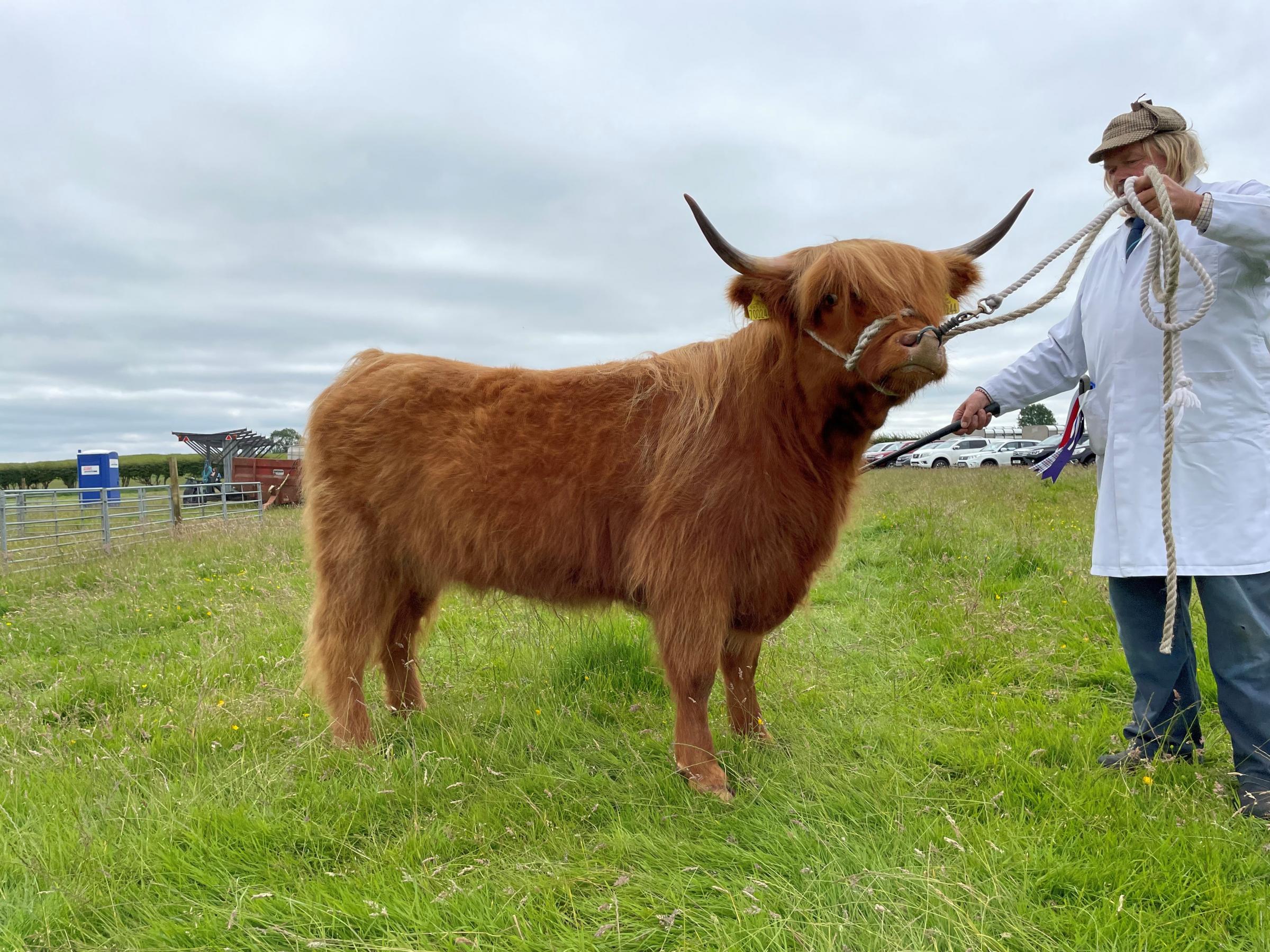 Highland cattle top award came frmo R and E McMillian