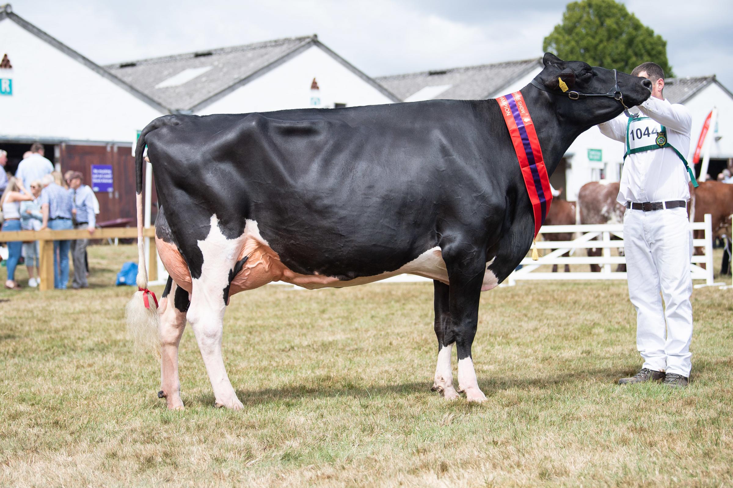 Echanted Beemer Abbiene from the Coates family stood Holstein champion and overall dairy interbreed champion  Ref:RH140722145  Rob Haining / The Scottish Farmer...