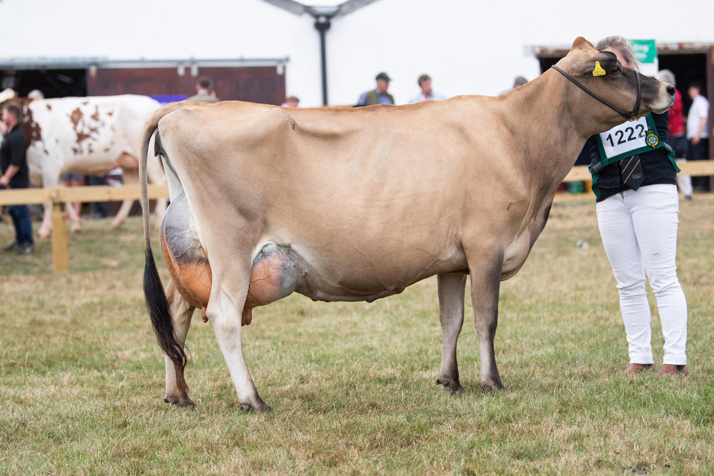 Coldeaton Cobalt Alison from the Coldeaton herd was Jersey champion  Ref:RH140722142  Rob Haining / The Scottish Farmer...
