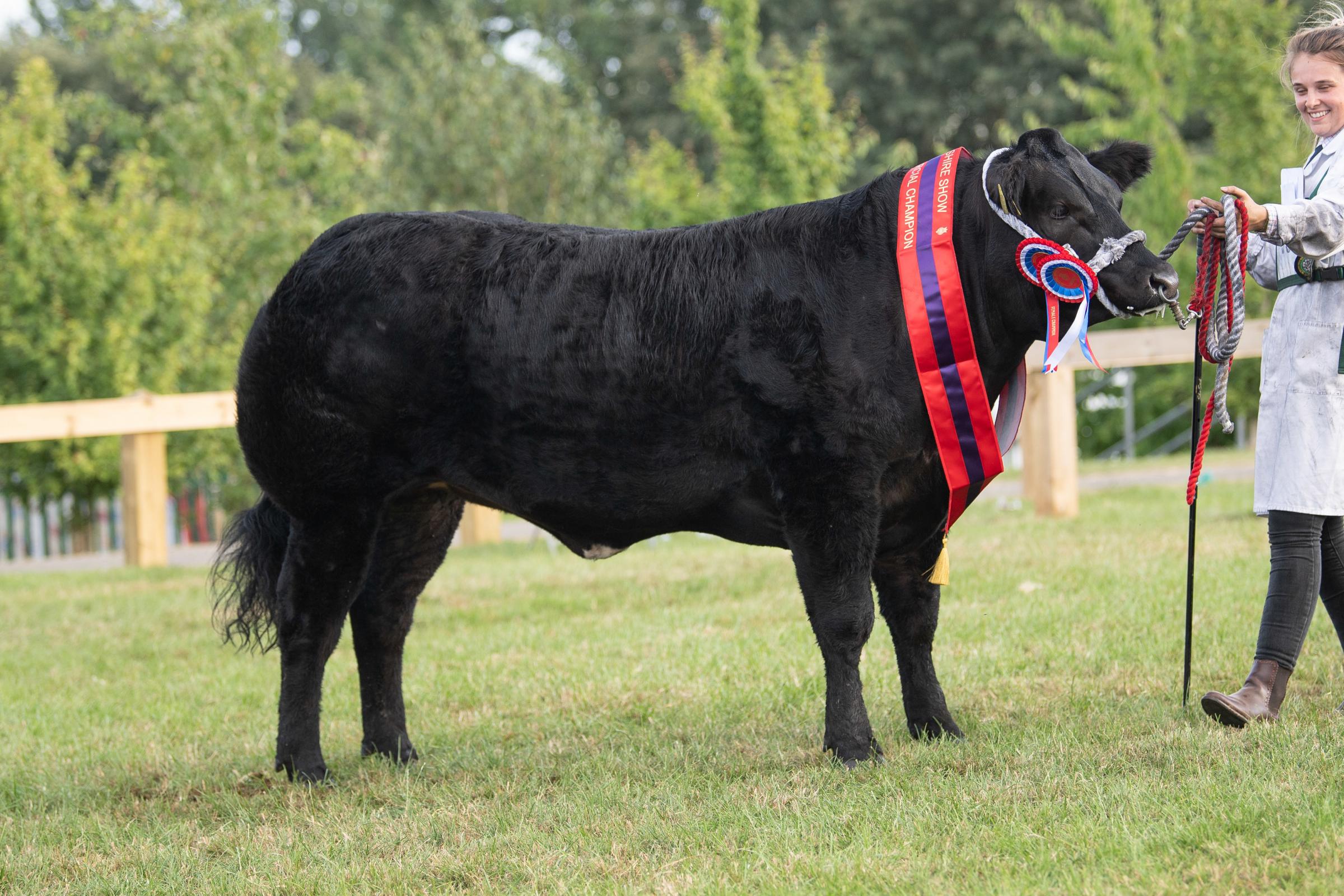 Commercial beef champion was the heifer from Dufton,Small and Wilkinson team     Ref:RH120722123  Rob Haining / The Scottish Farmer...