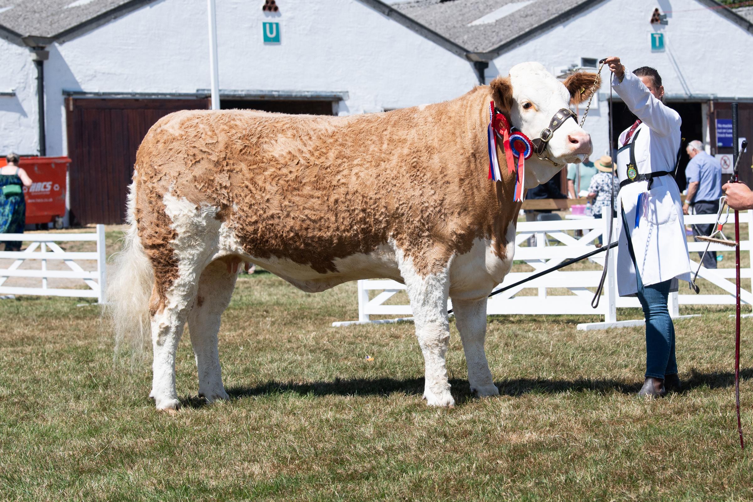 Simmental champion was from the Wood family Ref:RH130722065  Rob Haining / The Scottish Farmer...