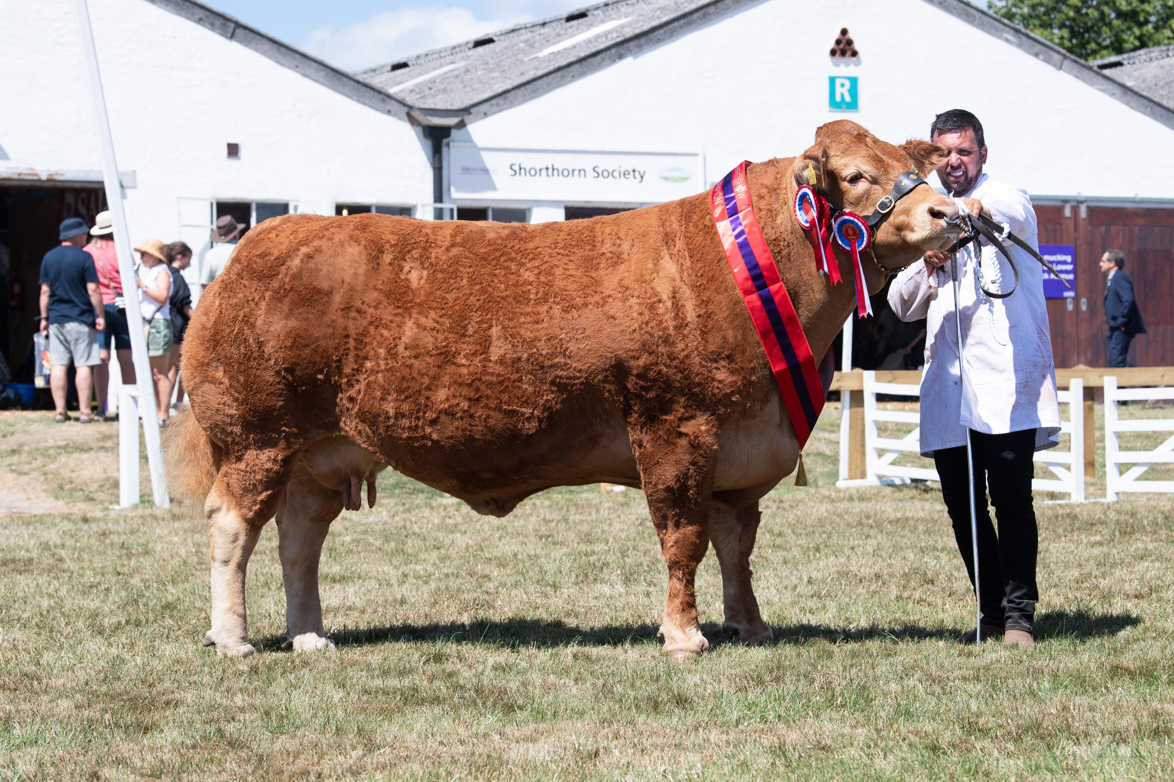 Limousin champion was Whinfellpark Marylyn  from A W Jenkinson Ref:RH130722063  Rob Haining / The Scottish Farmer...