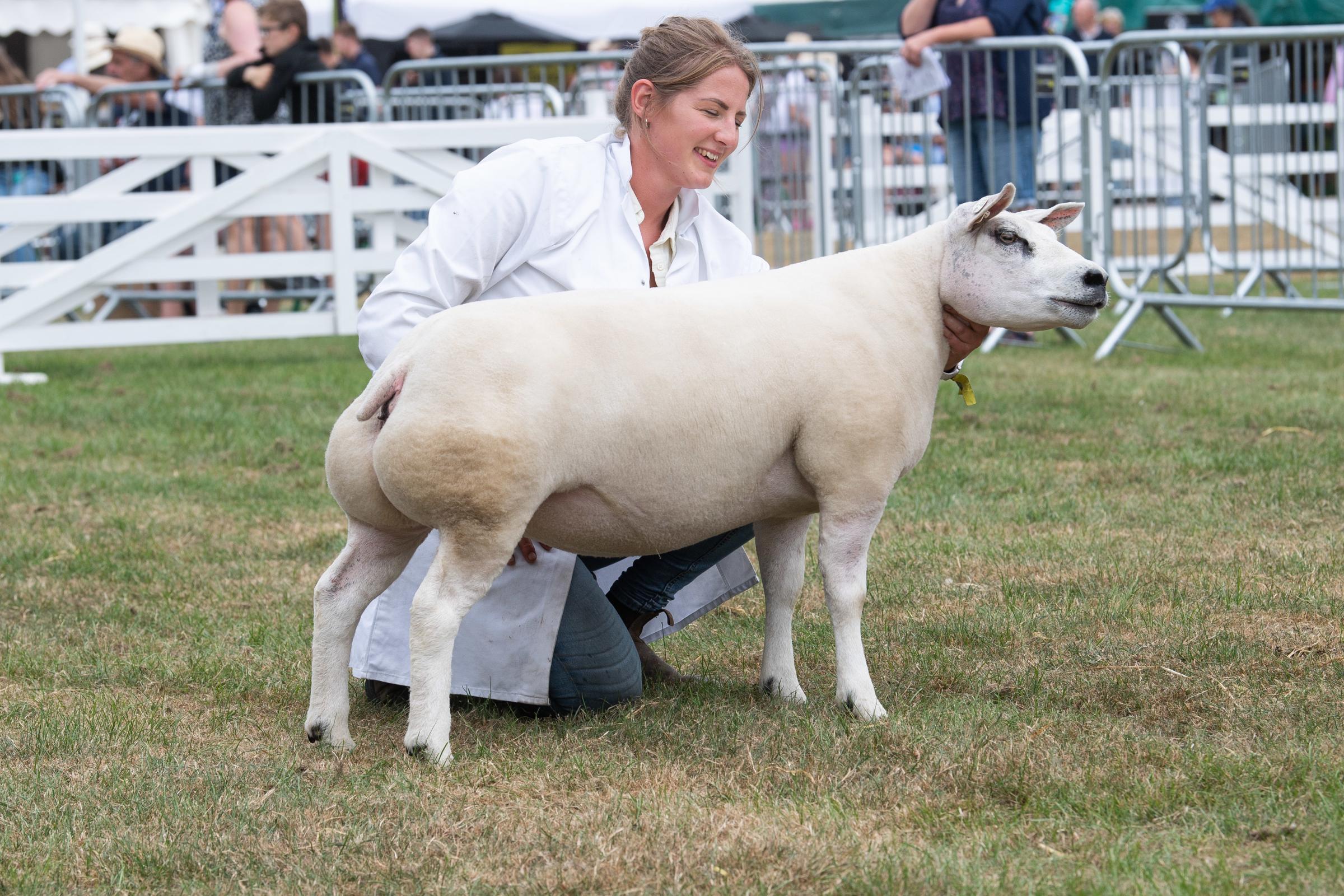 Champion Beltex was from the Story family Ref:RH120722069  Rob Haining / The Scottish Farmer...