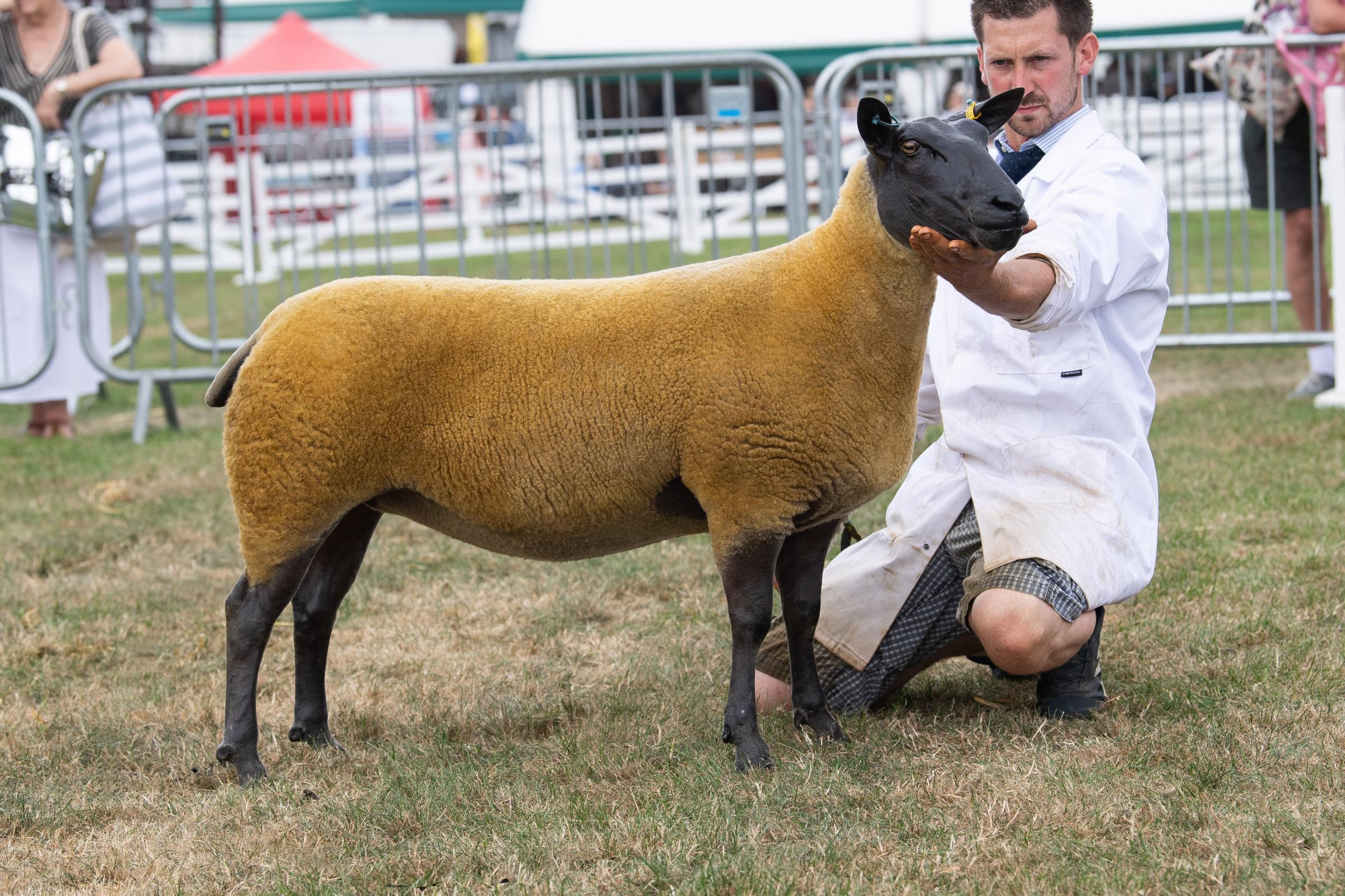Blu Du Maine champion was the ewe from Kenny OConner Ref:RH120722107  Rob Haining / The Scottish Farmer...