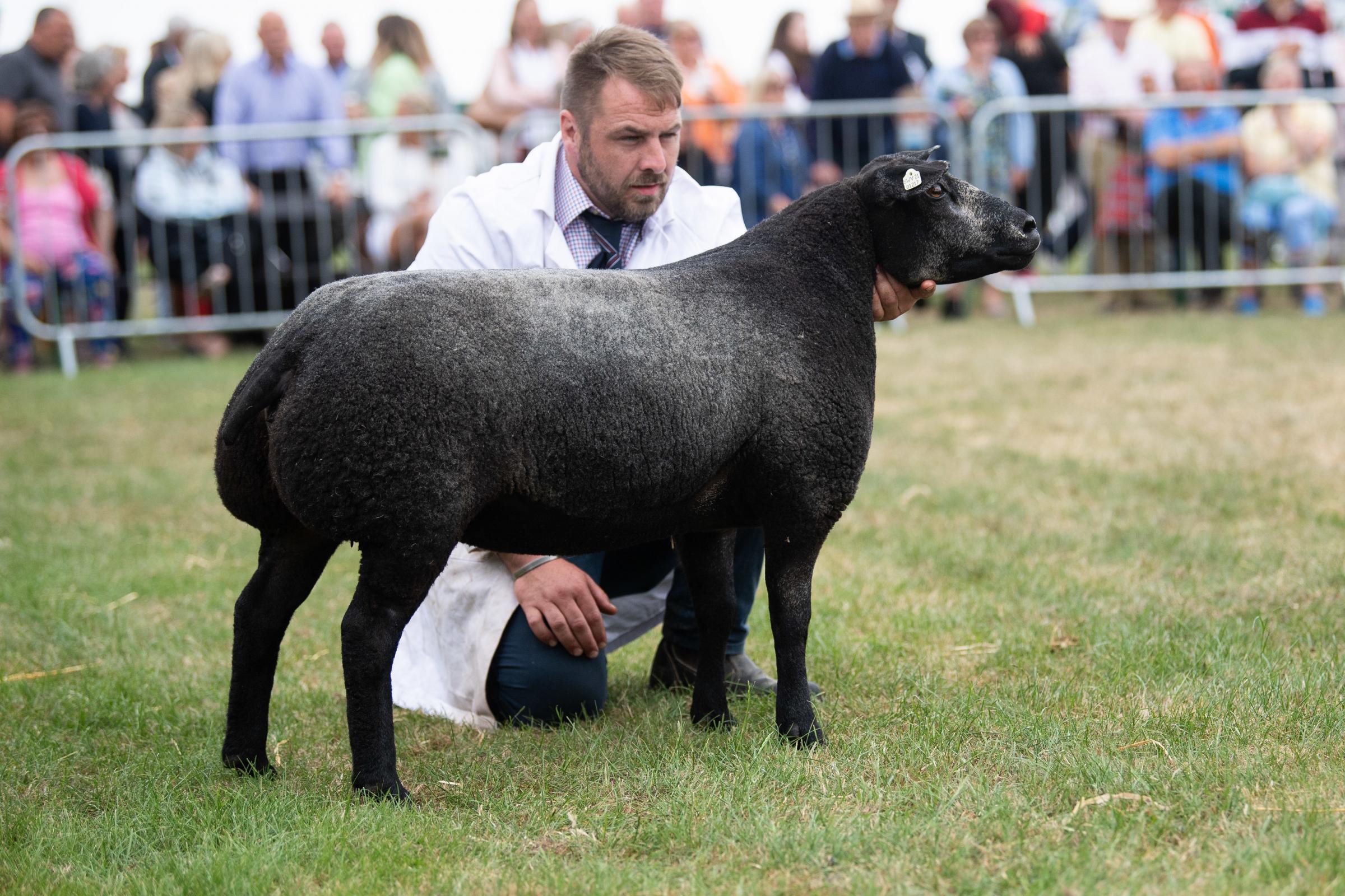 Supreme in the Blue Texel section was from Kevin Watret Ref:RH140722111  Rob Haining / The Scottish Farmer...