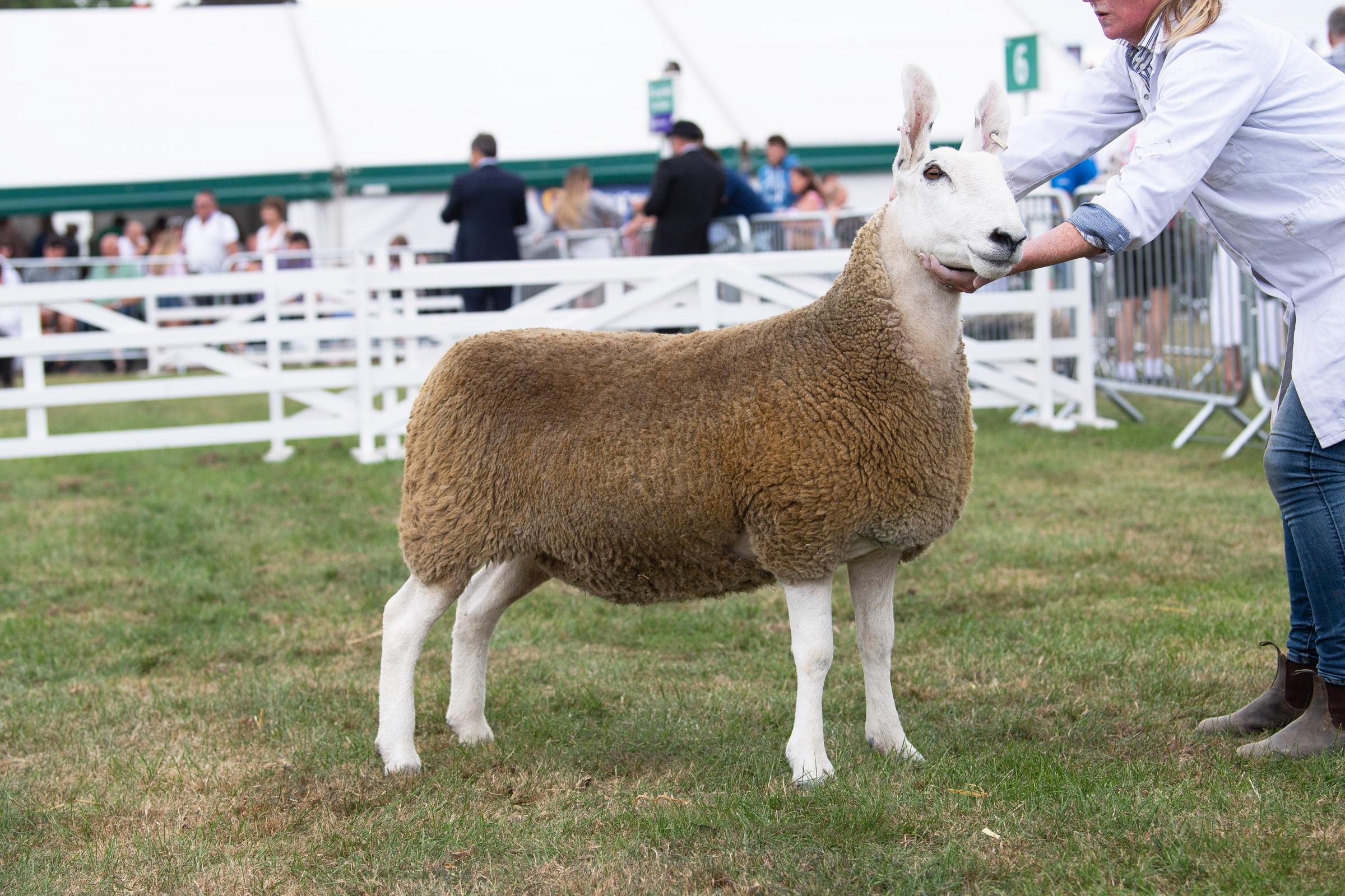 Border Leicester champion was from T Stanley    Ref:RH120722106  Rob Haining / The Scottish Farmer...